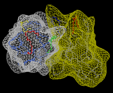 HyHel-5 (anti-lysozyme) Fv - spherical harmonic surface envelopes