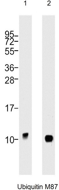 Western Blot Analysis of: (1)HeLa whole cell lysate (2) Jurkat whole cell lysate at 1/1000.