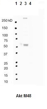 Western blot analysis of: (1) MW markers, (2) HeLa whole cell lysate, (3) HepG2 whole cell lysate (4) Mouse kidney tissue lysate at 1/1000.