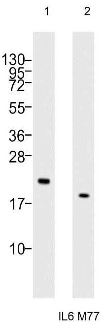 Western blot analysis of: (1) HeLa whole cell lysate, (2) A549 whole cell lysate at 1/1000.