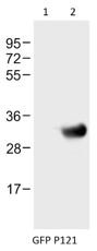 Western blot analysis of:- (1) HeLa whole cell lysate  (2) GFP transfected HeLa whole cell lysate