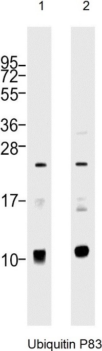 Western Blot Analysis of: (1)HeLa whole cell lysate (2) Jurkat whole cell lysate at 1/1000.