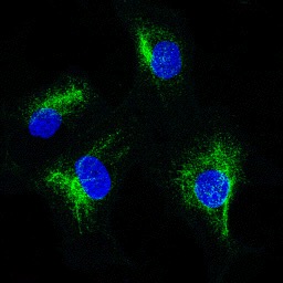 Immunofluorescence analysis of SKOV-3 cells at 1/100