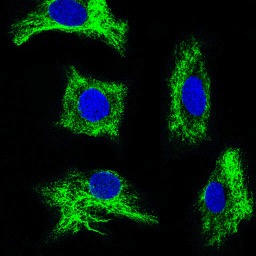 Immunofluorescence analysis of SKOV-3 cells at 1/100