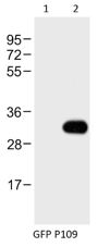 Western blot analysis of:- (1) HeLa whole cell lysate  (2) GFP transfected HeLa whole cell lysate